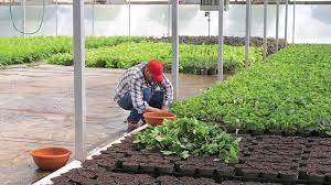 Rooting Out Disease Greenhouse Management