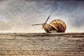 10 interesting facts about snails