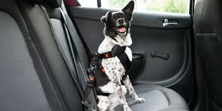 Safe Car Travel For Pets Pdsa
