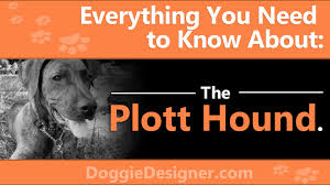 The Plott Hound A Complete Guide Doggie Designer