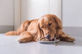 best dog food brands vets for their
