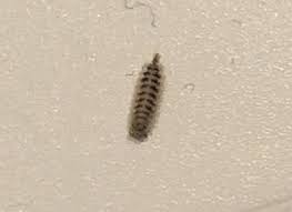 carpet beetle larva archives all