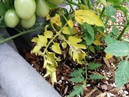 Maybe you would like to learn more about one of these? Tomato Leaves Turning Yellow Overnight
