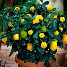Lemon Lime Citrus Cocktail Tree