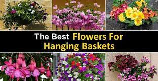 Hanging flower baskets that are just one plant choice can make a statement. The Best Hanging Flower Basket Ideas Pictures And Plant Care