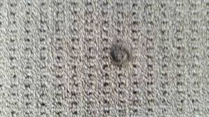 This is how you can fix a slightly burnt carpet only. Carpet Burn Repairs Gold Coast David S Carpet Repairs