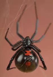Black widow spiders are known around the world for eating their males after mating. Eight Strange But True Spider Facts Smithsonian Institution