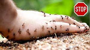 nid de fourmis 11 astuces pour s en