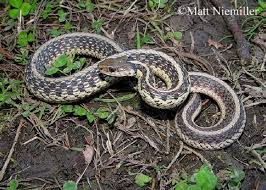 Most garter snakes boast bold coloration, lateral stripes and checkered patterns, making them fairly easy to spot. Common Gartersnake State Of Tennessee Wildlife Resources Agency