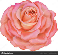 light pink rose flower stock photo