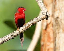 Crimson finch - Wikipedia