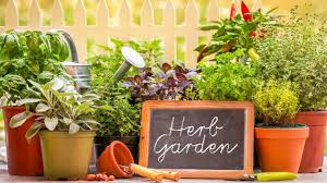 15 Herbs That You Can Easily Grow At