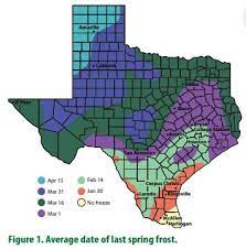 Texas Home Vegetable Gardening Guide
