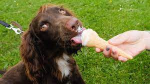 Chó ăn kem