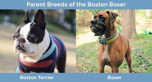 boston boxer boxer boston terrier