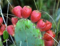 Sweet, delicious prickly pear (cactus pear) are round to oval fruits obtained from the cactus plants. Pure Florida How To Eat A Prickly Pear