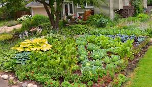 vegetable gardening tips gardening