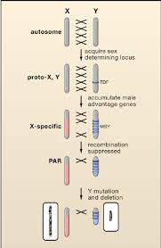 Differentiation Of An X And Y Chromosome From An Ancient