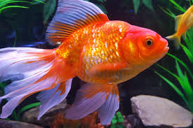 120 marvelous pet goldfish names