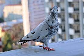 Keep Pigeons Off Balcony Efficiently