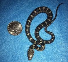 A midland brown snake, one of indiana's most common snake varieties. Snakes As Neighbors The Wildlife Center Of Virginia