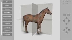 3d horse anatomy biosphera