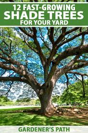 the best fast growing shade trees for