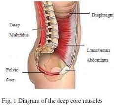 low back pain and the pelvic floor