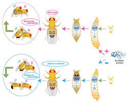 Why 'platonic' flies don't copulate and what | EurekAlert!