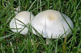 Mushrooms Growing In Your Lawn