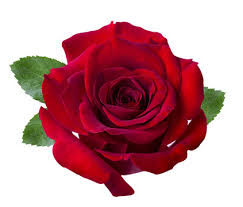 single red rose images browse 168 539