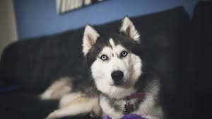 syberian husky computer wallpapers