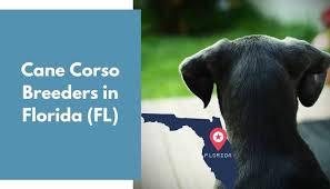 13 Cane Corso Breeders In Florida Fl Cane Corso Puppies For Sale Animalfate