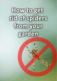 Get Rid Of Spiders From Your Garden