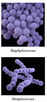 streptococcus flashcards quizlet