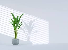 Green Tropical Plant On Empty Room With