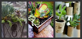 planting succulents container garden
