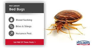 Bed Bugs Types Facts And How To