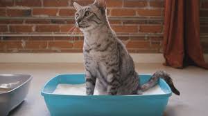 This Kitty Litter Changes Color To Gauge Your Cats Health