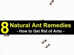 8 natural ways to get rid of ants