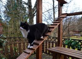20 diy outdoor cat enclosure plans you