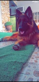 Dogs for Sale : Puppies for Adoption in Northern Governorate : Buy with  Best Prices | OpenSooq