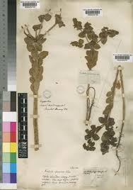 Euphorbia akenocarpa Guss. | Plants of the World Online | Kew ...
