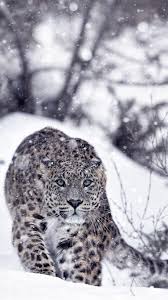 snow leopard iphone wallpapers top