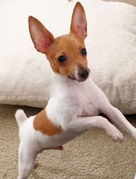 We are committed to offering toy fox terrier puppies who will grow up to become important members of your family. Toy Fox Terrier Dog Toys Toy Dog Breeds Toy Fox Terrier Puppies