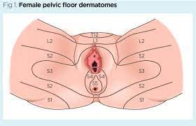 female pelvic floor 2 essment and