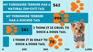 yorkshire terrier tail complete guide