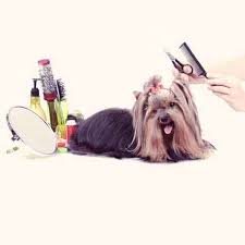 Hair cuts are at the choice/discretion of the owner. Should You Diy Your Dog S Haircut Petcarerx