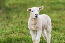Sheep and Lamb Difference - the Ultimate Sheep vs. Lamb Guide!