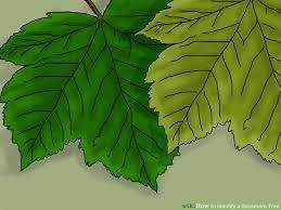 3 Ways To Identify A Sycamore Tree Wikihow